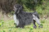PETIT CHIEN LION 272